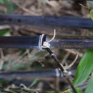 Phyllostachys nigra 40-60 cm